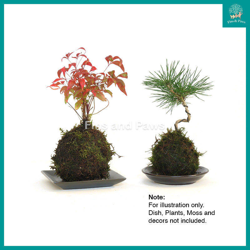 [JUN] Modeling Soil 1L suitable for Moss Wall, Terrarium, Paludarium
