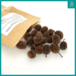 [ANS] Casuarina Cones - Natural Aquarium Botanicals suitable for Biotope, Betta and Low pH Shrimps