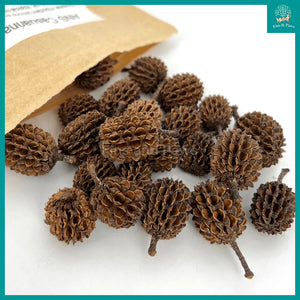 [ANS] Casuarina Cones - Natural Aquarium Botanicals suitable for Biotope, Betta and Low pH Shrimps