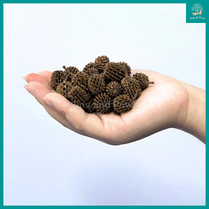 [ANS] Casuarina Cones - Natural Aquarium Botanicals suitable for Biotope, Betta and Low pH Shrimps