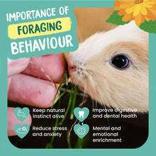 Load image into Gallery viewer, [Burgess] Excel Nature Snacks Forage &amp; Feast Bar 60g for Rabbit Treats, Guinea Pig Treats and Chinchilla Treats