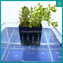 Load image into Gallery viewer, Aquarium Hydroponic Hang-on Planting Box suitable for Terrestrial and/or Aquatic Plants