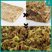 Load image into Gallery viewer, [Reptizoo] Natural Moss 100g (Approximately 4.5L) Natural Reptile High Humidity Terrarium Bedding