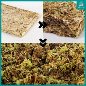 [Reptizoo] Natural Moss 100g (Approximately 4.5L) Natural Reptile High Humidity Terrarium Bedding