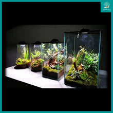 Load image into Gallery viewer, [VG] Glass Terrarium complete with LED Light