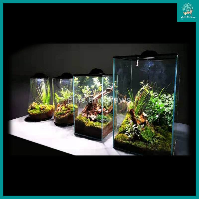 [VG] Glass Terrarium complete with LED Light