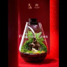 Load image into Gallery viewer, [Terra] Terrarium complete with LED Light